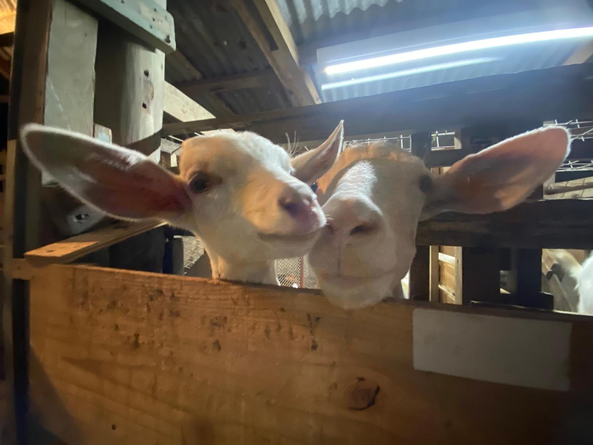 Muumin Farm Villa Накиджин Екстериор снимка